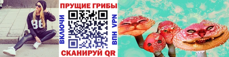 Купить  Оса  Псилоцибиновые грибы Psilocybe 